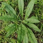 Pulmonaria longifoliaFrunză