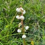 Pyrola media Flower