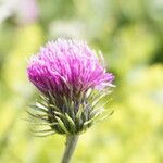 Carduus defloratusFlower