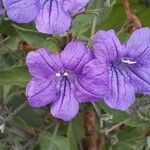 Ruellia paniculata Kvet