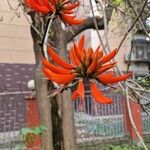 Erythrina variegata Цветок