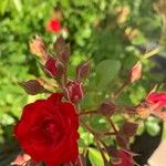 Rosa cinnamomea फूल