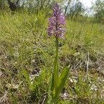 Orchis militaris Συνήθη χαρακτηριστικά