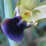 Iris tuberosa പുഷ്പം