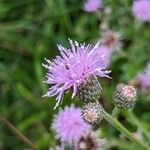 Cirsium arvenseBloem