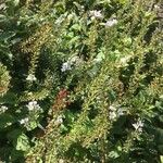 Lysimachia ephemerum Fleur