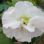 Hibiscus mutabilisᱵᱟᱦᱟ