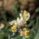 Pseudognaphalium luteoalbum Λουλούδι