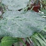 Alocasia cucullata Fuelha