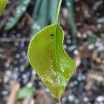 Pyrus calleryana Hoja