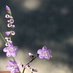 Limonium meyeri Flor