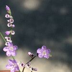 Limonium scoparium 花