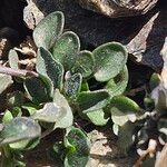 Viola crassiuscula Leaf