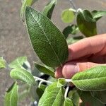 Salvia discolorपत्ता