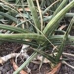 Yucca carnerosana Blad