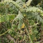 Sophora tomentosa Leaf