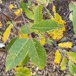 Salix aurita List