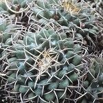 Mammillaria magnimamma Агульны выгляд