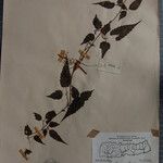 Clematis connata Otro