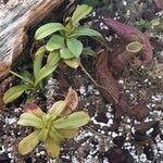 Nepenthes lavicola موطن