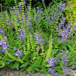 Salvia pratensis Natur