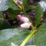 Bonafousia macrocalyx Flor