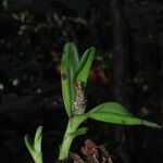 Polystachya stuhlmannii Habit