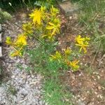 Hypericum perfoliatumFleur