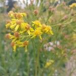 Senecio doria Flor