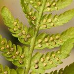 Dryopteris oreades Blad