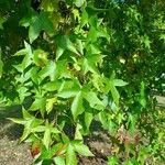 Liquidambar orientalis葉