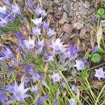 Triteleia laxa പുഷ്പം