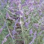 Salvia yangii Natur