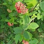 Viburnum lantana果実