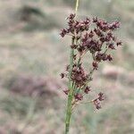 Juncus acutiflorus ഫലം