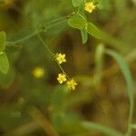 Hypericum mutilum Hábitos