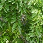 Ligustrum robustum Hoja