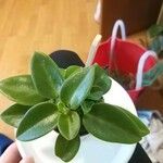 Peperomia scandens Leaf