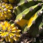 Echinopsis oxygona Hoja