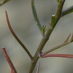Iberis linifolia Ekosanga