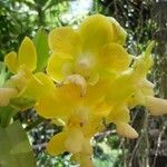 Vanda denisoniana Flower