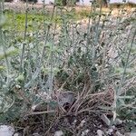 Salvia aegyptiaca Övriga