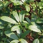 Rhododendron canadense Hoja