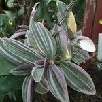 Tradescantia zebrina برگ