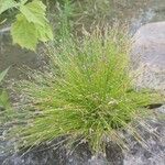 Isolepis cernua Foglia