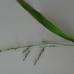 Ehrharta erecta Blatt