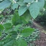 Solanum erianthum Blatt