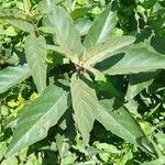 Solanum campylacanthum 葉