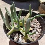 Cheiridopsis denticulata Hoja