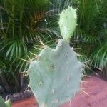 Opuntia dillenii Kora
